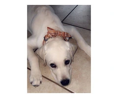Yellow Lab puppy needs a new home - 3