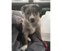 texas heeler puppies for sale