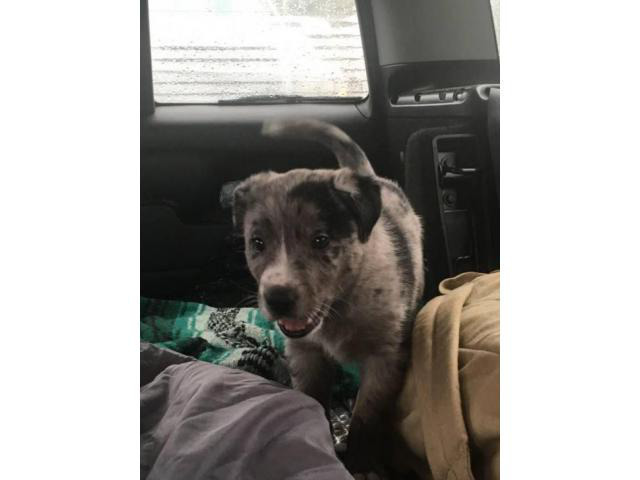 texas heeler puppies for sale in Grants Pass, Oregon ...