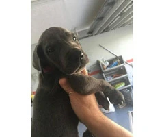 great dane puppy for sale - 1
