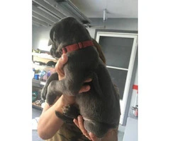 great dane puppy for sale - 2