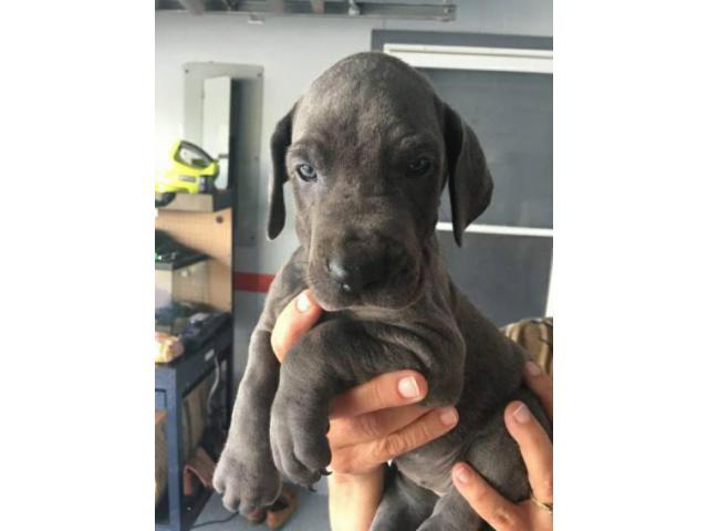 great dane puppy for sale in , Florida Puppies for Sale