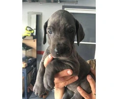 great dane puppy for sale - 3