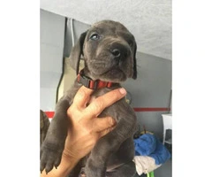 great dane puppy for sale - 4