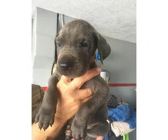 great dane puppy for sale - 5