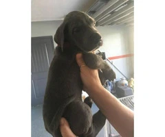 great dane puppy for sale - 6