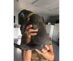 great dane puppy for sale - 7