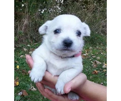 3 beautiful west highland terrier puppies for sale
