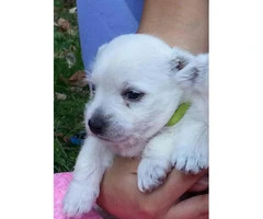 3 beautiful west highland terrier puppies for sale - 2
