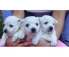 3 beautiful west highland terrier puppies for sale - 3