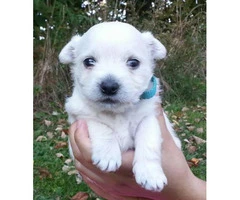 3 beautiful west highland terrier puppies for sale - 4