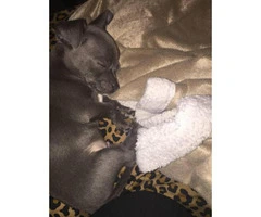 2 Chihuahua puppies for sale - 4