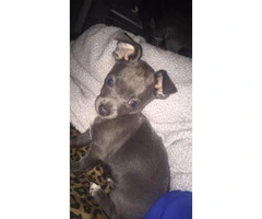 2 Chihuahua puppies for sale - 5