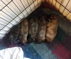 shih tzu puppies for sale in tn - 1