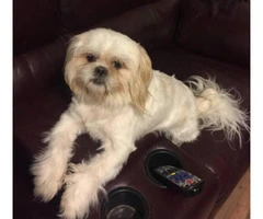 shih tzu puppies for sale in tn - 3