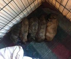 shih tzu puppies for sale in tn - 4