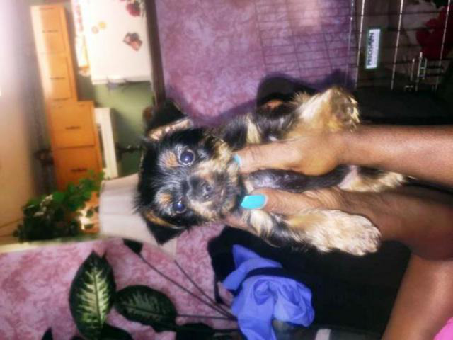 yorkie puppies for sale in Memphis, Tennessee - Puppies ...
