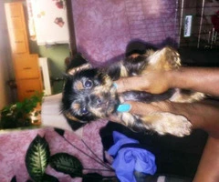 yorkie puppies for sale - 1