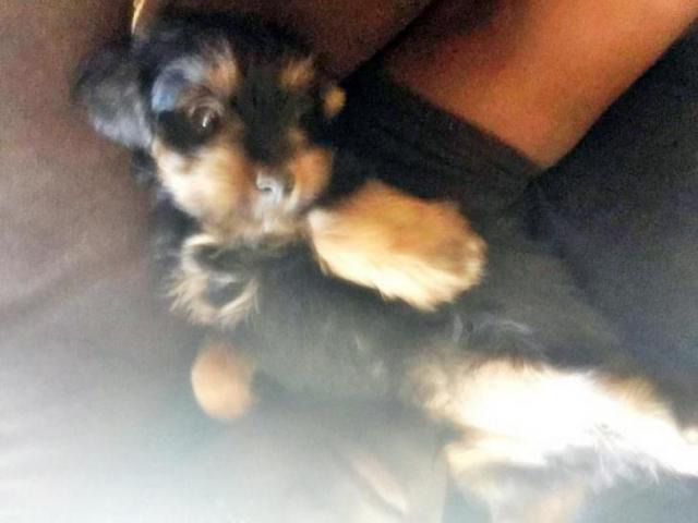yorkie puppies for sale in Memphis, Tennessee - Puppies for Sale Near Me