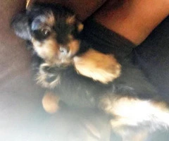 yorkie puppies for sale - 2