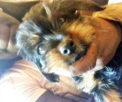 yorkie puppies for sale - 5