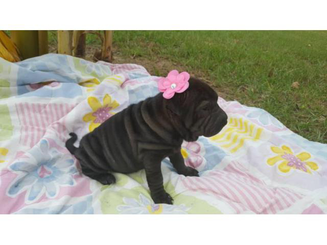 Chinese Shar Pei Puppy In Nacogdoches Texas Puppies For Sale