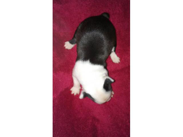 boston terrier puppies virginia beach - Puppies for Sale Near Me