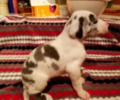 Great dane puppies for sale in oregon - 5