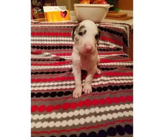 Great dane puppies for sale in oregon - 6