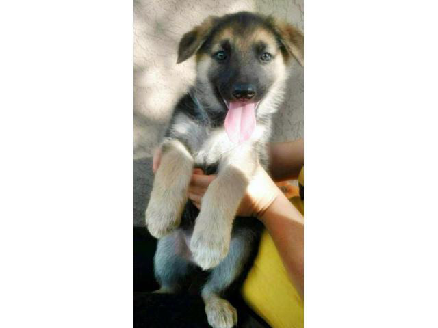 female german shepherd puppies for sale in , Colorado - Puppies for