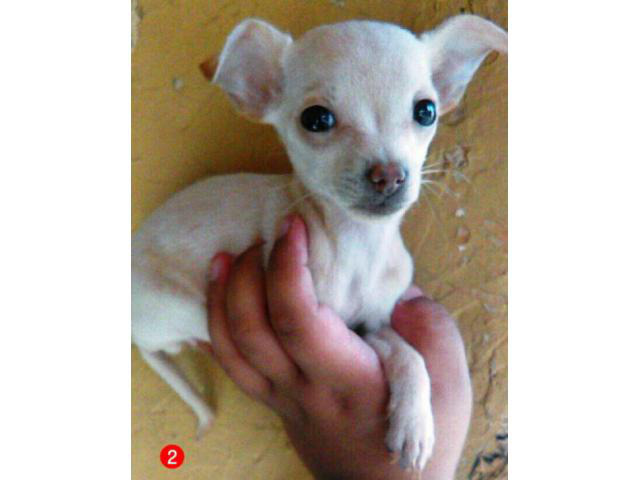 apple head chihuahua puppies