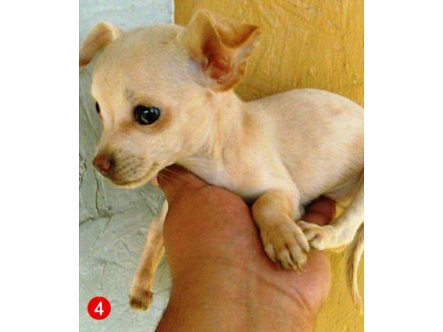 applehead teacup chihuahua puppies in Stockton, California