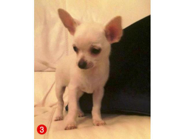 Applehead Teacup Chihuahua Puppies Stockton Puppies For Sale Near Me