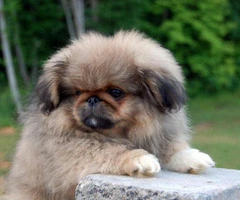 pekingese puppy for sale