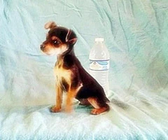 chorkie puppies for sale