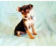 chorkie puppies for sale - 2