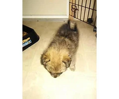 Pomeranian puppies for sale Texas - 3