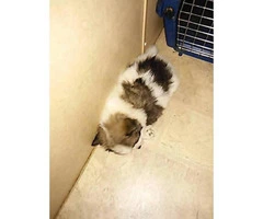 Pomeranian puppies for sale Texas - 4