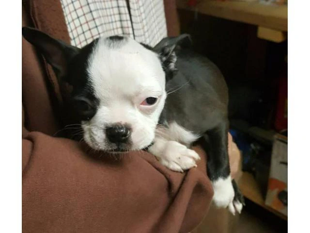 boston terrier pups