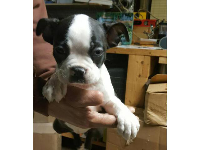 boston terrier pups in Providence, Rhode Island Puppies