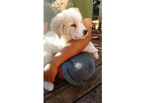 akbash anatolian shepherd cross for sale