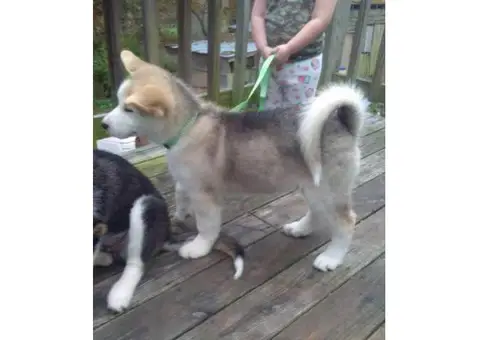 alaskan shepherd puppies