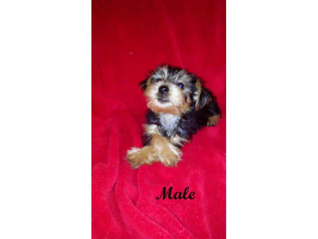 yorkshire terrier for sale - 1/6