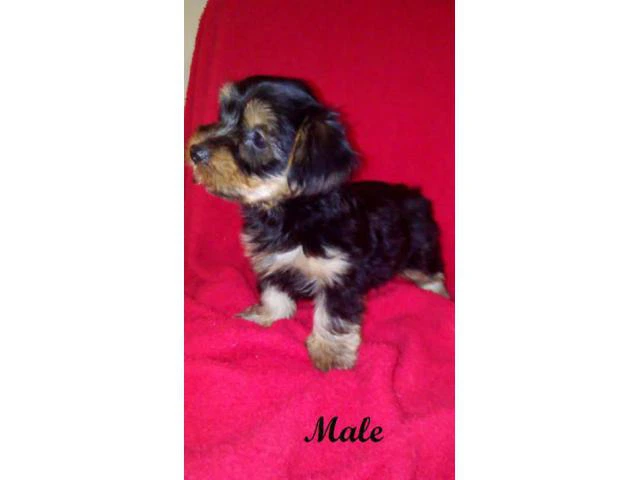 yorkshire terrier for sale - 2/6