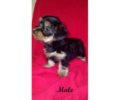 yorkshire terrier for sale - 2