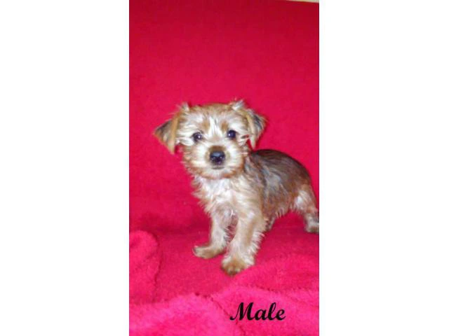 yorkshire terrier for sale - 3/6