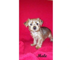 yorkshire terrier for sale - 3