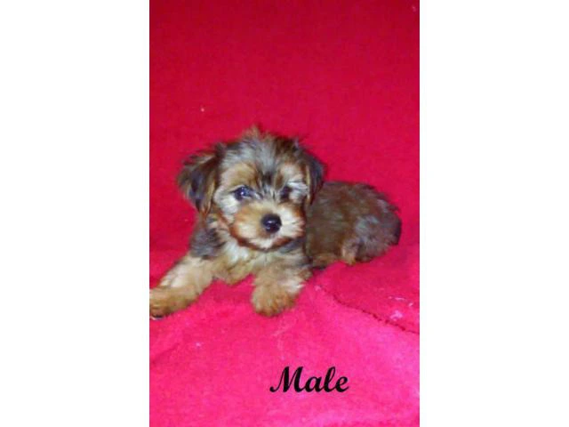 yorkshire terrier for sale - 4/6