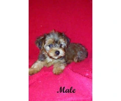 yorkshire terrier for sale - 4