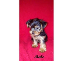 yorkshire terrier for sale - 5